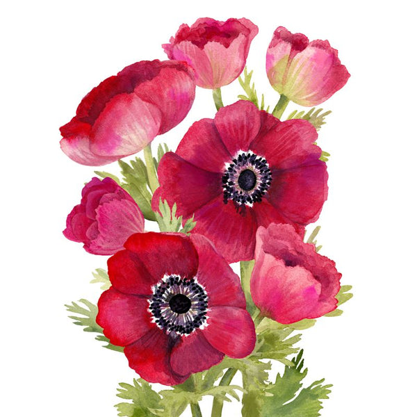 Pack of 20 Napkins - Jacky