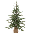155cm Pine Tree In Burlap Base