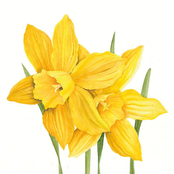 Cocktail Napkin Pack Of 20 - Daffodils