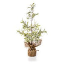 60cm Natural Mistletoe Tree