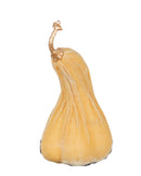 15x30cm Crooked Neck Cream Pumpkin
