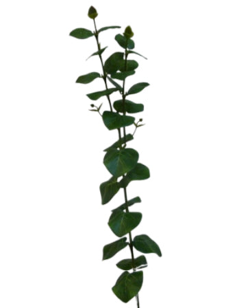 Green Eucalyptus 81cm